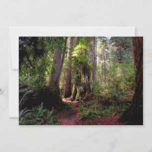Forests   Redwood Forest California Thank You Card