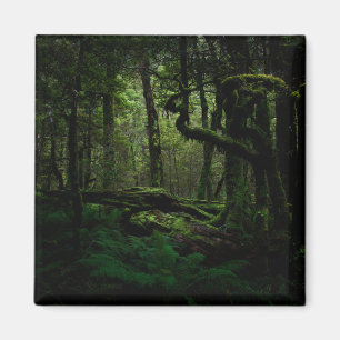 Forests Routeburn Track Fiordland National Park Magnet