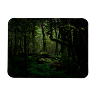 Forests Routeburn Track Fiordland National Park Magnet