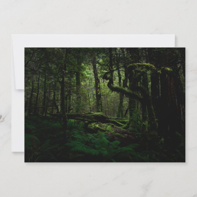 Forests | Routeburn Track Fiordland National Park Thank You Card (Front)