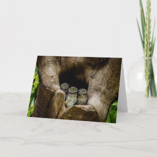 Forests Three Owls Looking Card