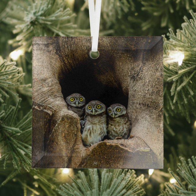 Forests | Three Owls Looking Glass Tree Decoration (Insitu)