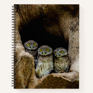 Forests Three Owls Looking Notebook