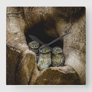 Forests   Three Owls Looking Square Wall Clock