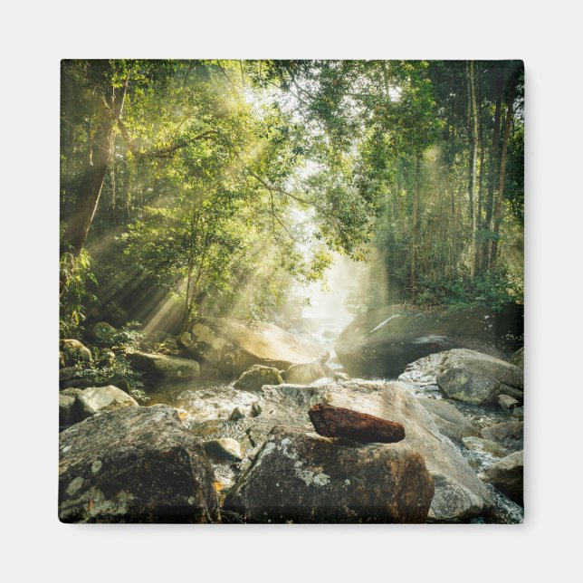 Forests | Tropical Jungle Forest Magnet (Front)