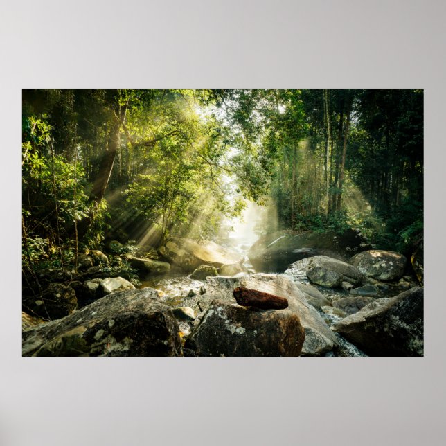 Forests | Tropical Jungle Forest Poster (Front)