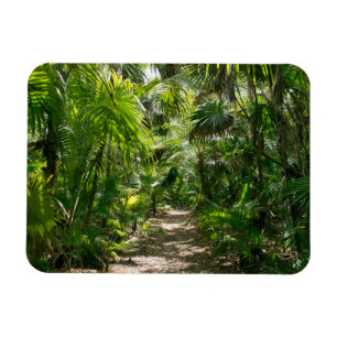 Forests   Tropical Rainforest Tulum Mexico Magnet