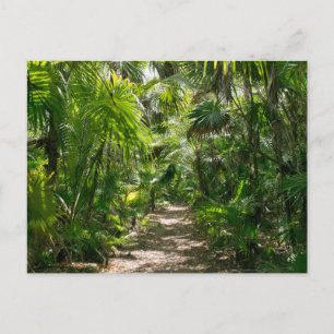 Forests   Tropical Rainforest Tulum Mexico Postcard