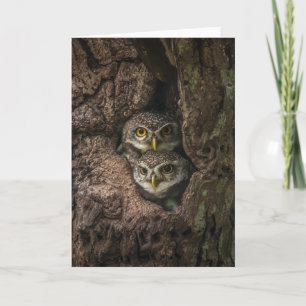 Forests   Two Owls Looking Card