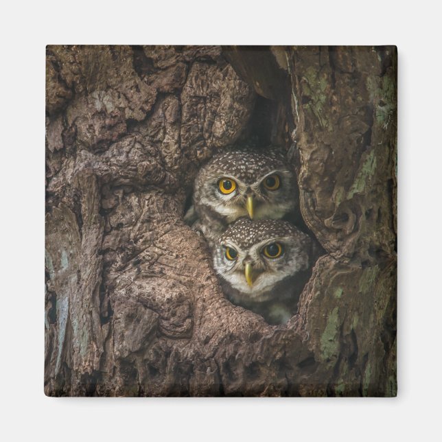 Forests | Two Owls Looking Magnet (Front)