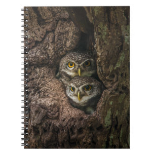 Forests Two Owls Looking Notebook