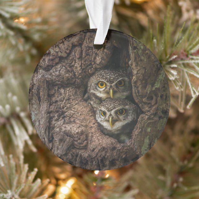 Forests | Two Owls Looking Ornament (Tree)