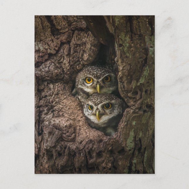 Forests | Two Owls Looking Postcard (Front)