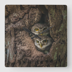 Forests Two Owls Looking Square Wall Clock