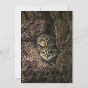 Forests   Two Owls Looking Thank You Card