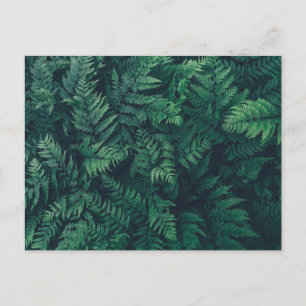 Forests Woodland Ferns Postcard