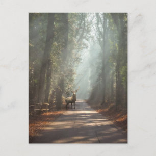 Forests Woodland Stag Postcard