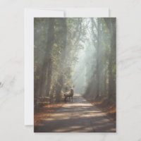 Forests | Woodland Stag