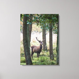 Forests Woodlands & Red Deer Canvas Print