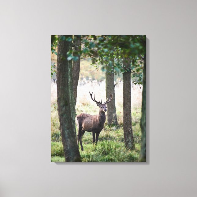 Forests | Woodlands & Red Deer Canvas Print (Front)