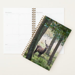 Forests Woodlands & Red Deer Planner