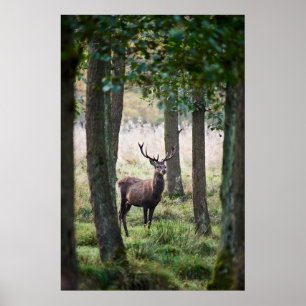 Forests   Woodlands & Red Deer Poster