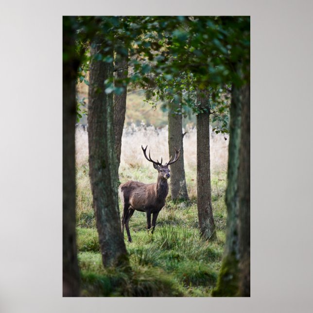 Forests | Woodlands & Red Deer Poster (Front)