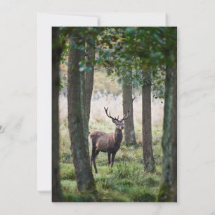 Forests   Woodlands & Red Deer Thank You Card