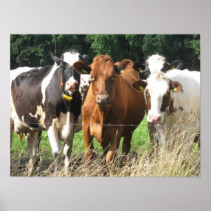 Forever Friends Cow Poster Gift