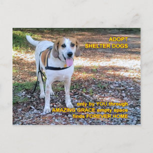 Forever Home Amazing Grace Postcard