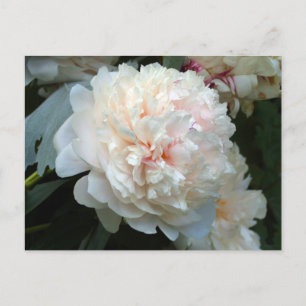 Forever Peony Invitation Postcard