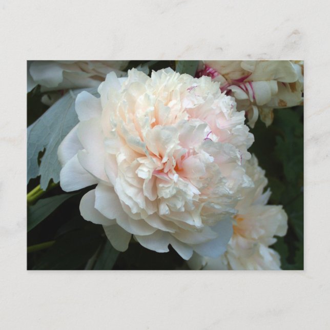Forever Peony Invitation Postcard (Front)