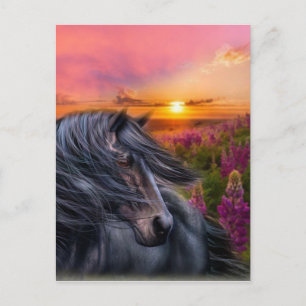 Forever Wild Black Horse Postcard