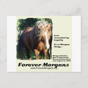 ForeverMorgans Morgan Stallion Postcard