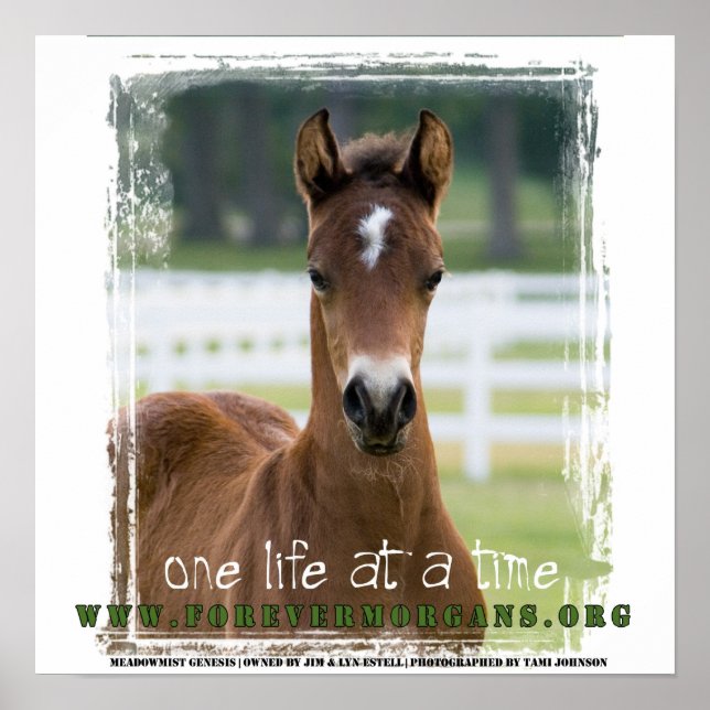 ForeverMorgans: One Life at a Time Poster (Front)