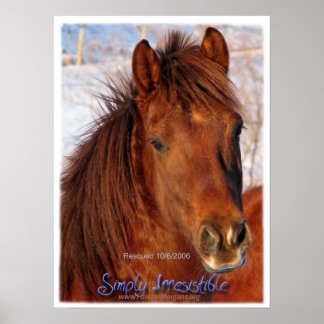 ForeverMorgans Simply Irresistible Horse Poster