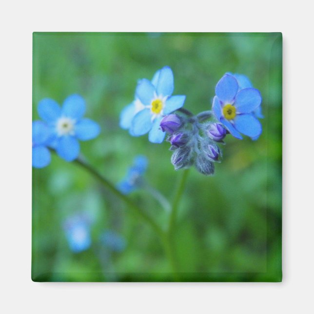 Forget-me-not Blues Magnet (Front)