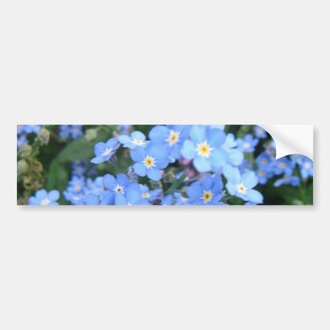 *Forget-Me-Not* Bumper Sticker (Front)