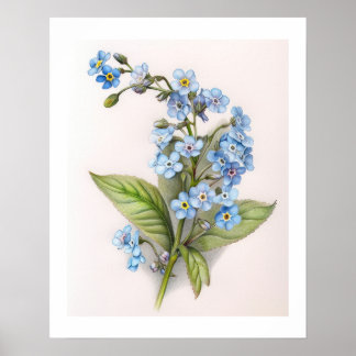 Forget Me Not Coloured Pencil Drawing Poster