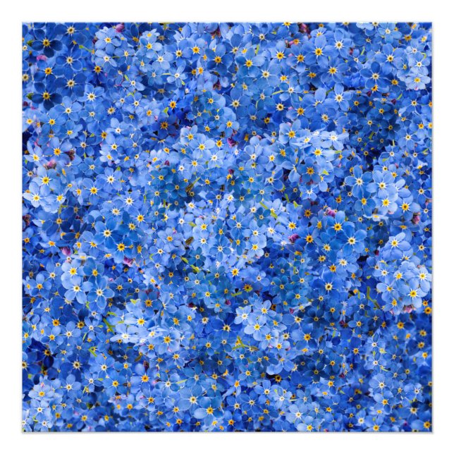 Forget Me Not Flower Pattern Photo Print (Front)