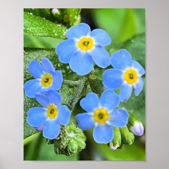 Forget Me Not Flower Poster  (Front)