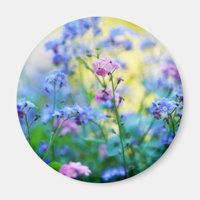Forget-Me-Not Flowers Magnet (Front)