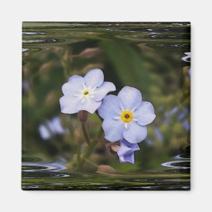 Forget me not flowers magnet