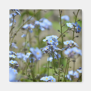 Forget-Me-Not Flowers Magnet