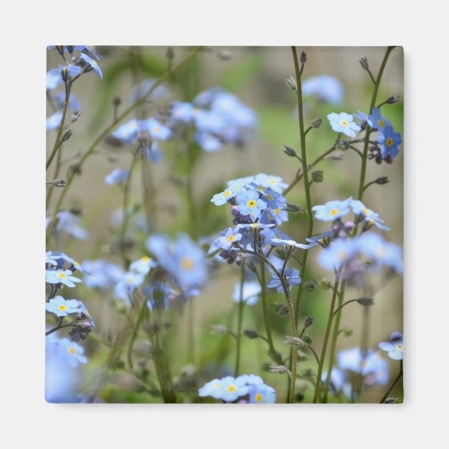 Forget-Me-Not Flowers Magnet (Front)