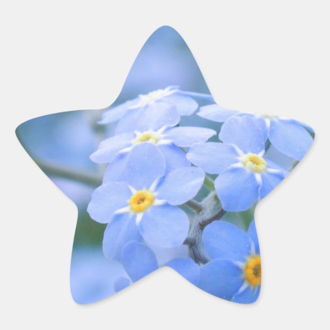 forget-me-not-flowers no. 2 photographed by Tutti Star Sticker (Front)