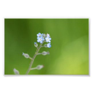 Forget-me-not Flowers Photo Print