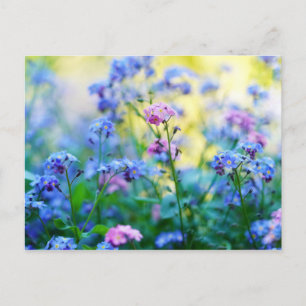 Forget-Me-Not Flowers Postcard