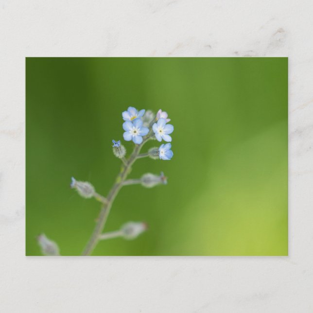 Forget-me-not Flowers Postcard (Front)