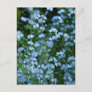 Forget-me-not Flowers Postcard